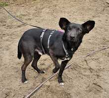 MAKAKO, Hund, Mischlingshund in Ungarn - Bild 3