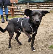 MAKAKO, Hund, Mischlingshund in Ungarn - Bild 4