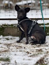 MAKAKO, Hund, Mischlingshund in Ungarn - Bild 9