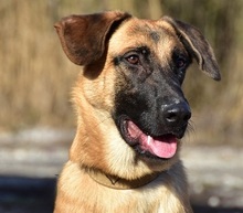 WANDAL, Hund, Mischlingshund in Slowakische Republik - Bild 1