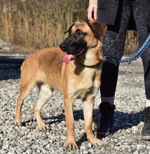 WANDAL, Hund, Mischlingshund in Slowakische Republik - Bild 10