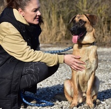 WANDAL, Hund, Mischlingshund in Slowakische Republik - Bild 11