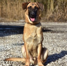 WANDAL, Hund, Mischlingshund in Slowakische Republik - Bild 12