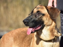 WANDAL, Hund, Mischlingshund in Slowakische Republik - Bild 13