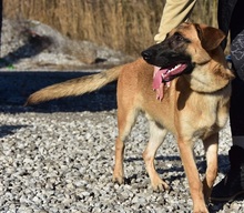 WANDAL, Hund, Mischlingshund in Slowakische Republik - Bild 14