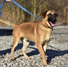 WANDAL, Hund, Mischlingshund in Slowakische Republik - Bild 2