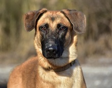 WANDAL, Hund, Mischlingshund in Slowakische Republik - Bild 3