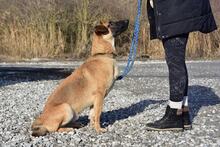 WANDAL, Hund, Mischlingshund in Slowakische Republik - Bild 4