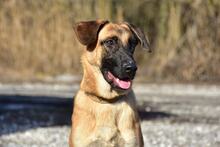 WANDAL, Hund, Mischlingshund in Slowakische Republik - Bild 5