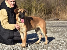 WANDAL, Hund, Mischlingshund in Slowakische Republik - Bild 6