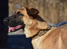 WANDAL, Hund, Mischlingshund in Slowakische Republik - Bild 9