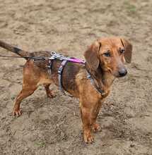 ADRIEL, Hund, Mischlingshund in Ungarn - Bild 2