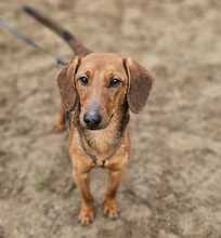 ADRIEL, Hund, Mischlingshund in Ungarn - Bild 3