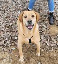 NEO, Hund, Labrador-Mix in Ungarn - Bild 11