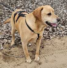 NEO, Hund, Labrador-Mix in Ungarn - Bild 15