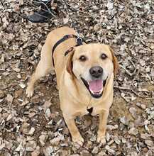 NEO, Hund, Labrador-Mix in Ungarn - Bild 2