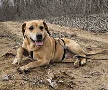 NEO, Hund, Labrador-Mix in Ungarn - Bild 4