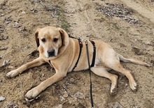 NEO, Hund, Labrador-Mix in Ungarn - Bild 5