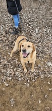 NEO, Hund, Labrador-Mix in Ungarn - Bild 6