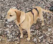 NEO, Hund, Labrador-Mix in Ungarn - Bild 7