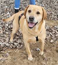 NEO, Hund, Labrador-Mix in Ungarn - Bild 8