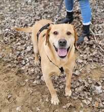 NEO, Hund, Labrador-Mix in Ungarn - Bild 9