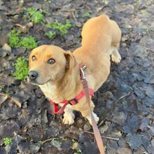 BOROKA, Hund, Mischlingshund in Ungarn - Bild 13