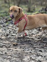 BOROKA, Hund, Mischlingshund in Ungarn - Bild 15