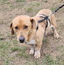 BOROKA, Hund, Mischlingshund in Ungarn - Bild 2