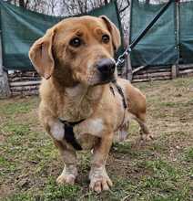 BOROKA, Hund, Mischlingshund in Ungarn - Bild 4