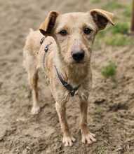 ALFA, Hund, Mischlingshund in Ungarn - Bild 1