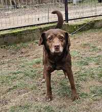 CHOCOLATE, Hund, Mischlingshund in Ungarn - Bild 2