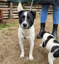 CINI, Hund, Terrier in Ungarn - Bild 1