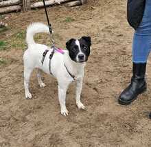 CINI, Hund, Terrier in Ungarn - Bild 2