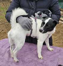 CINI, Hund, Terrier in Ungarn - Bild 7