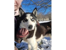 BOY, Hund, Siberian Husky in Rumänien - Bild 1