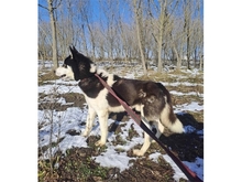 BOY, Hund, Siberian Husky in Rumänien - Bild 4