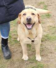 EMMA, Hund, Labrador-Mix in Ungarn - Bild 10