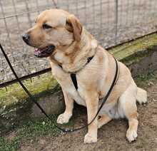 EMMA, Hund, Labrador-Mix in Ungarn - Bild 12