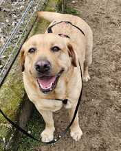 EMMA, Hund, Labrador-Mix in Ungarn - Bild 3