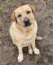 EMMA, Hund, Labrador-Mix in Ungarn - Bild 4