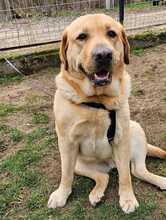 EMMA, Hund, Labrador-Mix in Ungarn - Bild 7