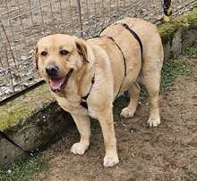 EMMA, Hund, Labrador-Mix in Ungarn - Bild 8