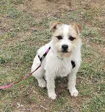 NOA, Hund, Terrier-Mix in Ungarn - Bild 2