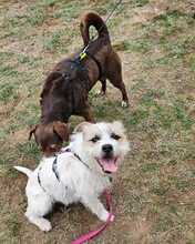 NOA, Hund, Terrier-Mix in Ungarn - Bild 3