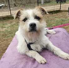 NOA, Hund, Terrier-Mix in Ungarn - Bild 4