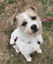 NOA, Hund, Terrier-Mix in Ungarn - Bild 7