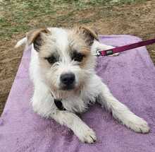 NOA, Hund, Terrier-Mix in Ungarn - Bild 8