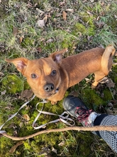 HEKTOR, Hund, Mischlingshund in Ungarn - Bild 5