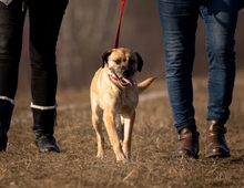 MOGYORO, Hund, Mischlingshund in Ungarn - Bild 1